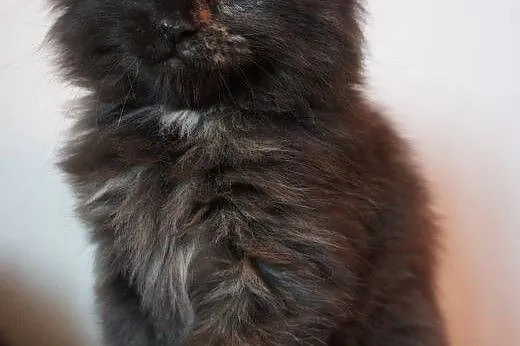 MAINE COON - do odbioru - rodowód,  Koty maine coo