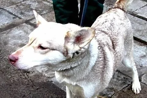 PIPI czeka na kochający dom