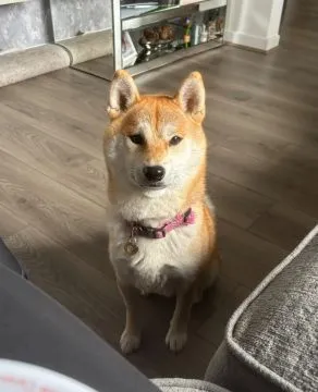 JAPOŃSKI SHIBA INU, szczeniak na sprzedaż, kontakt przez Whatsapp +48736614543, , Zychorzyn