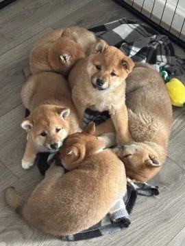 JAPOŃSKI SHIBA INU, szczeniak na sprzedaż, kontakt przez Whatsapp +48736614543, , Zychorzyn