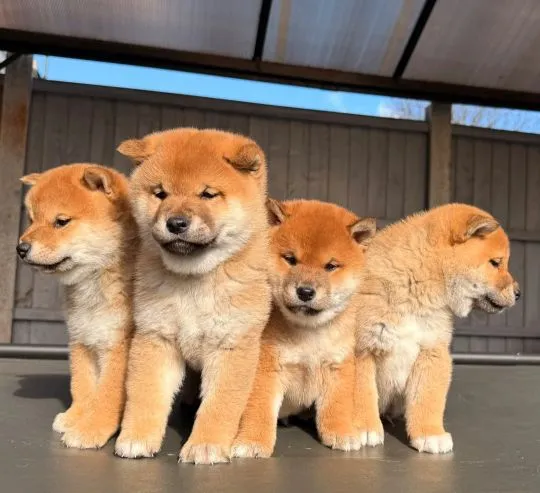 JAPOŃSKI SHIBA INU, szczeniak na sprzedaż, kontakt przez Whatsapp +48736614543, , Zychorzyn
