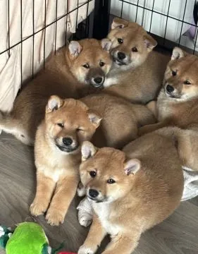 JAPOŃSKI SHIBA INU, szczeniak na sprzedaż, kontakt przez Whatsapp +48736614543