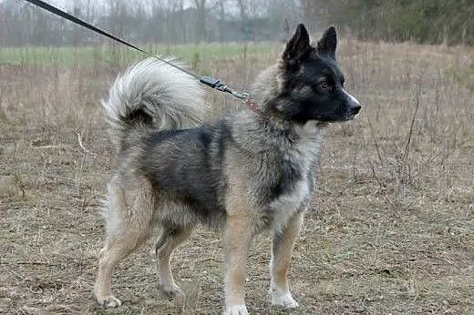 NALLE szuka PONOWNIE domu! Choćby tymczasowego!,  mazowieckie Warszawa