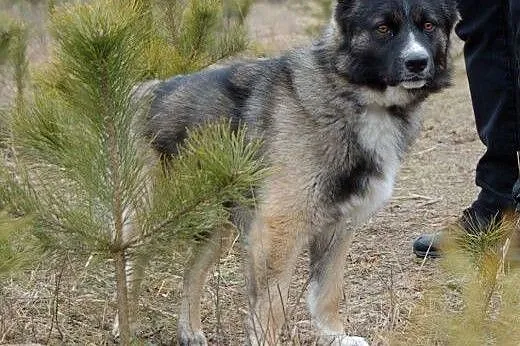 NALLE szuka PONOWNIE domu! Choćby tymczasowego!,  