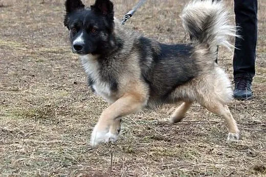 NALLE szuka PONOWNIE domu! Choćby tymczasowego!,  