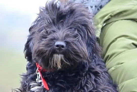 Prześliczna Frania do adopcji !