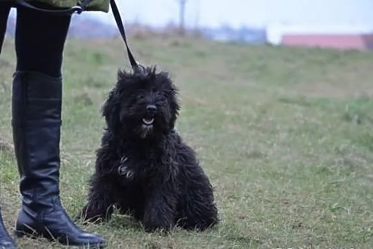 Prześliczna Frania do adopcji !