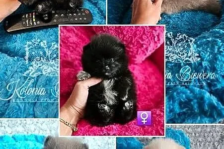 Pomeranian Szpic Miniaturowy śliczne pieski Paszport!!