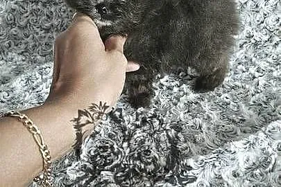 Pomeranian Szpic Miniaturowy śliczne pieski Paszport!!, Łódzkie, Sędziejowice