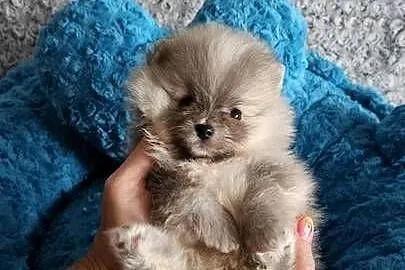 Pomeranian Szpic Miniaturowy śliczne pieski Paszport!!, Łódzkie, Sędziejowice