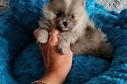 Pomeranian Szpic Miniaturowy śliczne pieski Paszport!!, Łódzkie, Sędziejowice