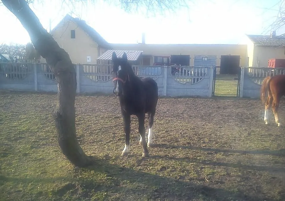 Sprzedam karego ogierka pięknej budowy