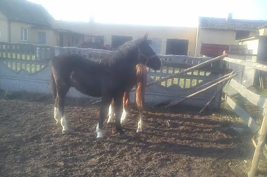 Sprzedam karego ogierka pięknej budowy