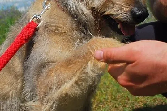 BROS - piękny kudłacz prosi o kochający dom!