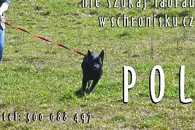 POLA z duszą labladora,  warmińsko-mazurskie Olszt