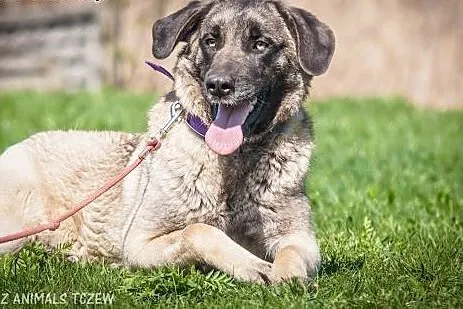 OTOZ Animals - Saba - duża kochana suczka pragnię 
