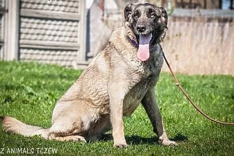 OTOZ Animals - Saba - duża kochana suczka pragnię 