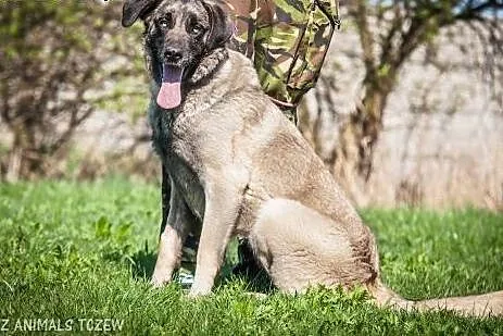 OTOZ Animals - Saba - duża kochana suczka pragnię 