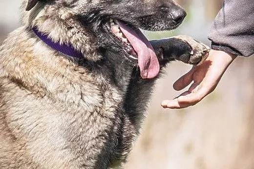 OTOZ Animals - Saba - duża kochana suczka pragnię 