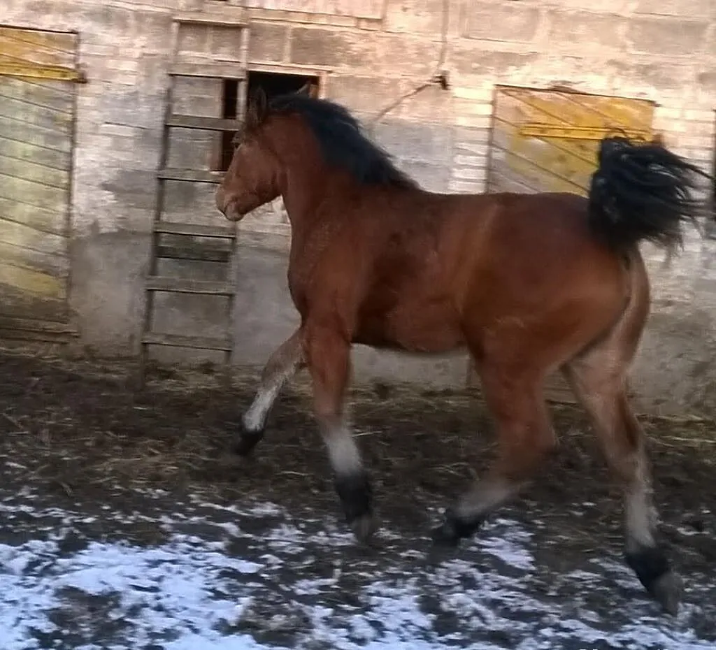 Sprzedam dwie klaczki zimnokrwiste, 8-miesięczne.