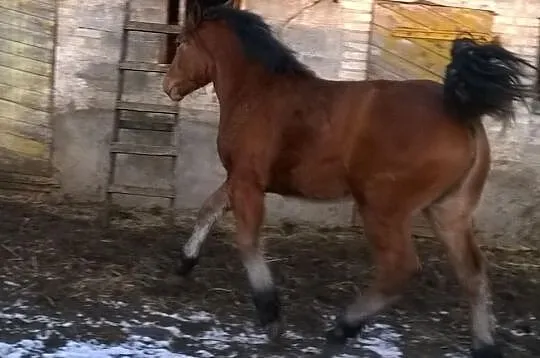 Sprzedam dwie klaczki zimnokrwiste, 8-miesięczne.