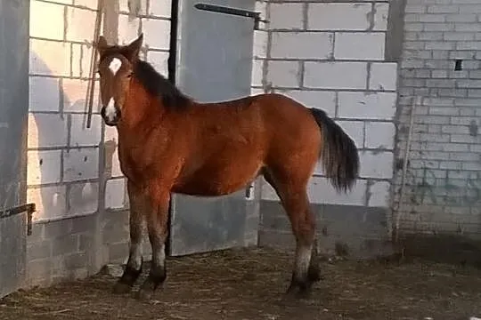 Sprzedam dwie klaczki zimnokrwiste, 8-miesięczne.