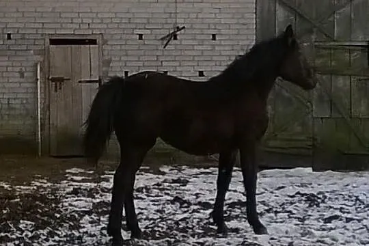 Sprzedam dwie klaczki zimnokrwiste, 8-miesięczne.