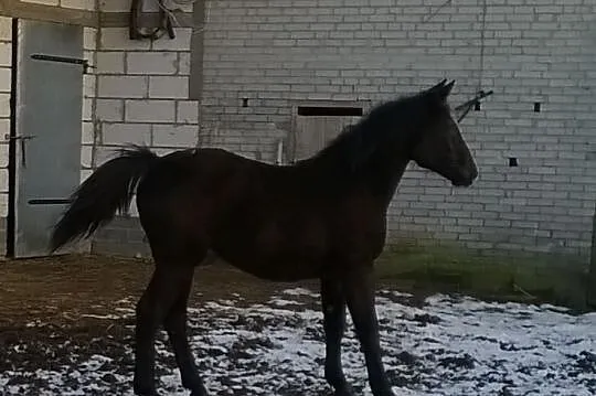 Sprzedam dwie klaczki zimnokrwiste, 8-miesięczne.