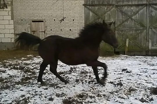 Sprzedam dwie klaczki zimnokrwiste, 8-miesięczne.