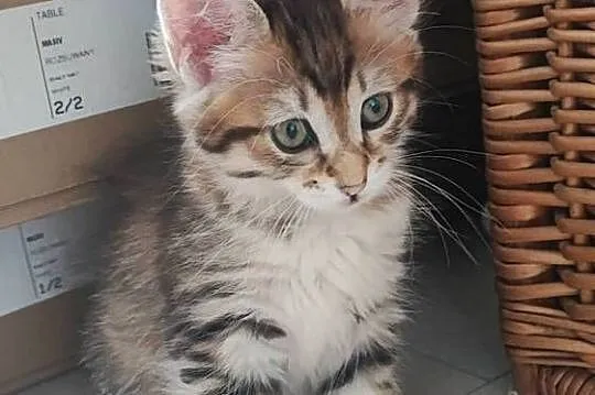Kurylski Bobtail rodowód (FPL/FIFE) - osobowość psa i kota w, Wielkopolskie, Poznań