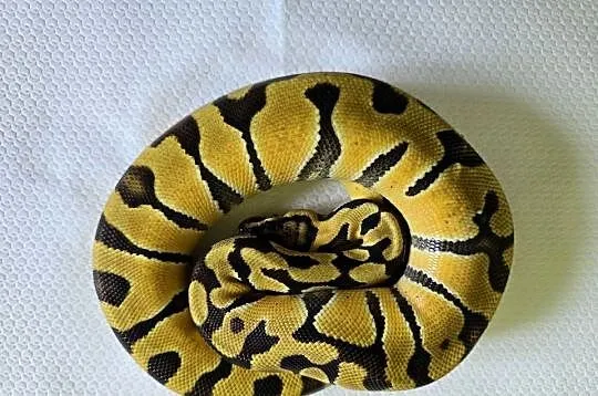 Wąż pyton królewski, python regius samica