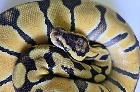 Wąż pyton królewski, python regius samica, Dolnośląskie, Wrocław