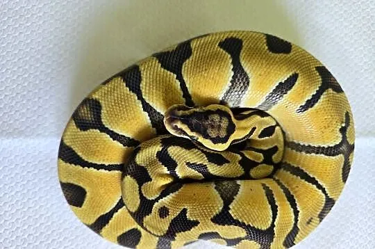 Wąż pyton królewski, python regius samica, Dolnośląskie, Wrocław