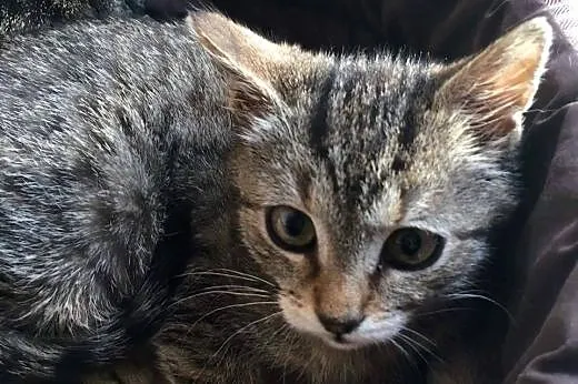 Kociak cudna mała Fibi szuka kochającego domu! ,  