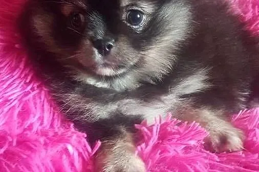 Suczka szpic pomeranion