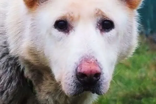 GREACE suczka HUSKY do adopcji,  wielkopolskie Poznań