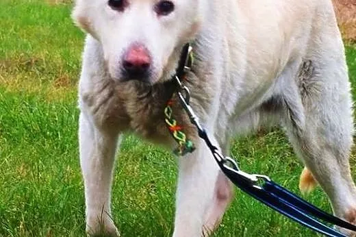 GREACE suczka HUSKY do adopcji,  wielkopolskie Poz