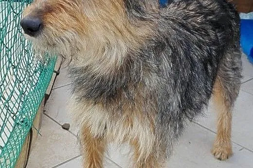 Fanta - sunia w typie teriera pilnie szuka domu,  