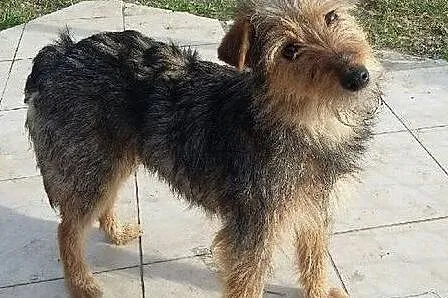 Fanta - sunia w typie teriera pilnie szuka domu,  