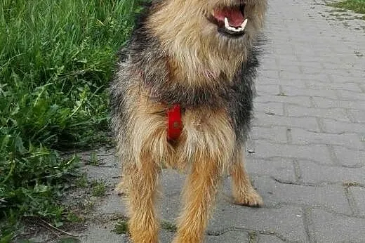 Fanta - sunia w typie teriera pilnie szuka domu,  