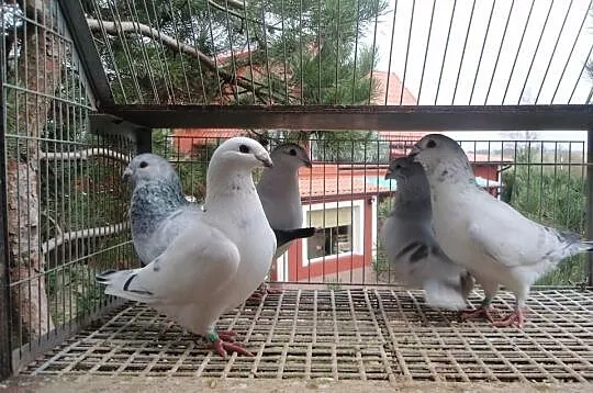 Stadard Pocztowy Wystawowy