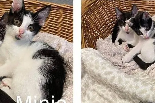 Przyjaźni koci bracia szukają wspólnego domu, Śląskie, Chorzów