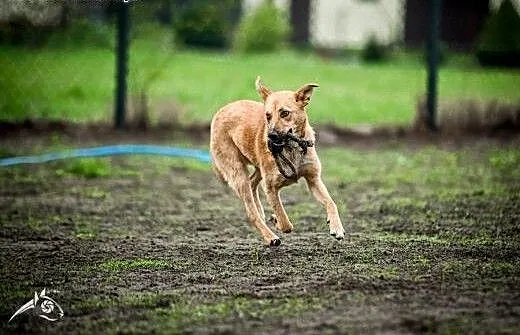 LORI da Ci bezwarunkową miłość :-), śląskie Gliwi