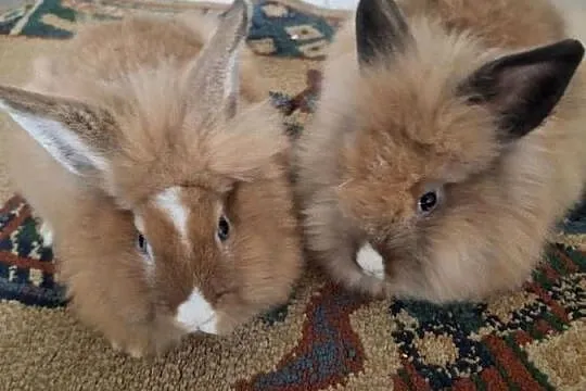 Króliczki miniaturki teddy, Małopolskie, Polanka Wielka