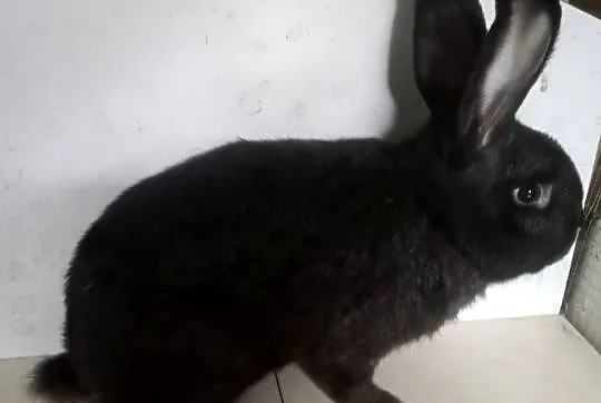 Sprzedam samca mieszaniec z baranem