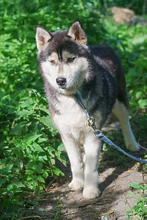 Neska - delikatna, pozbawiona agresji suczka husky