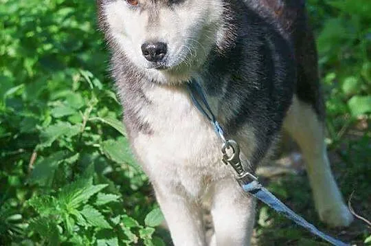 Neska - delikatna, pozbawiona agresji suczka husky