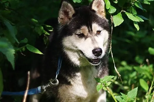 Neska - delikatna, pozbawiona agresji suczka husky