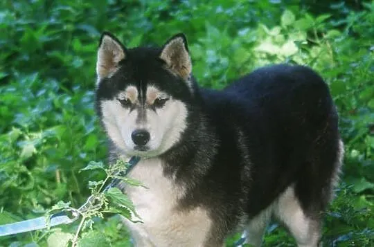 Neska - delikatna, pozbawiona agresji suczka husky