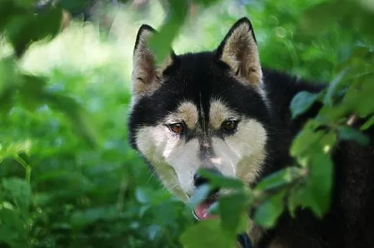 Neska - delikatna, pozbawiona agresji suczka husky